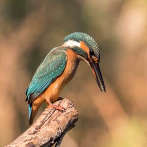 Kingfisher Quest - 22nd February - 1pm