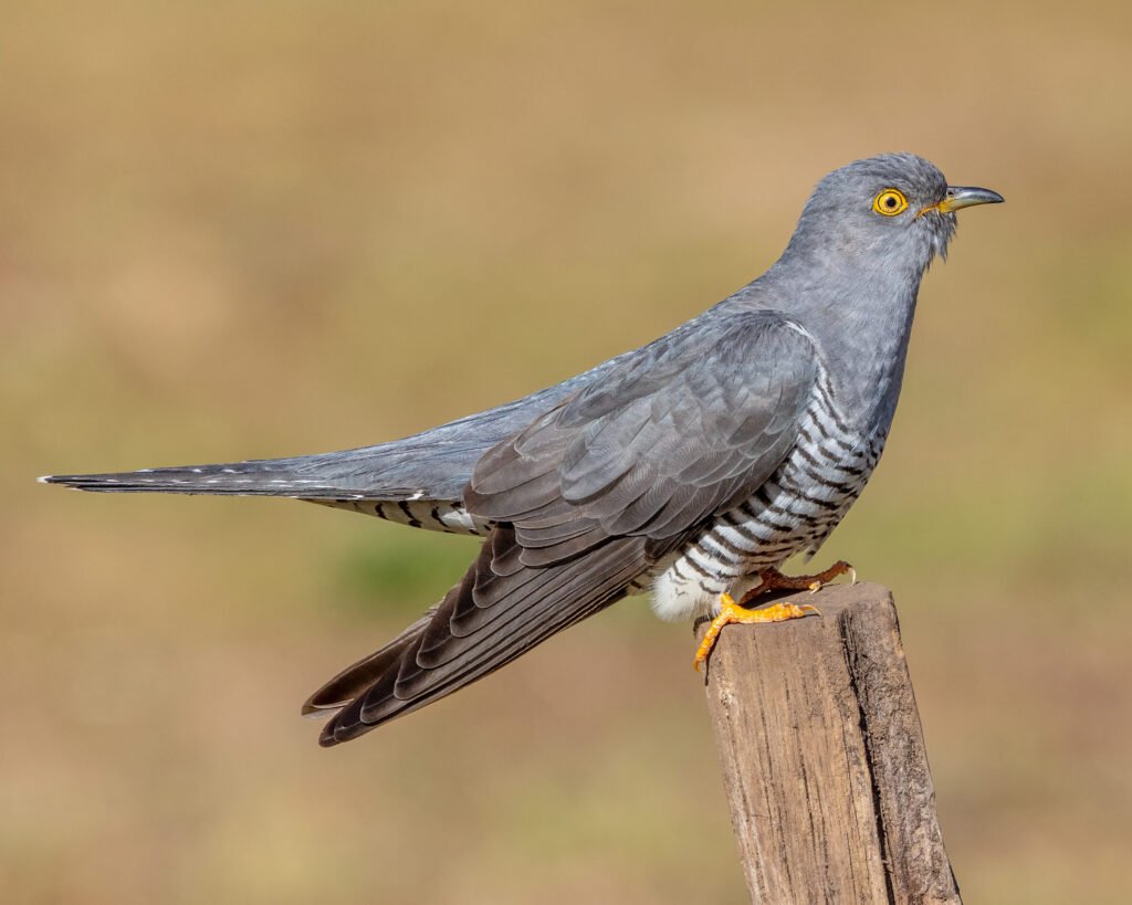 Cuckoo Quest - 26th April - 07:30am