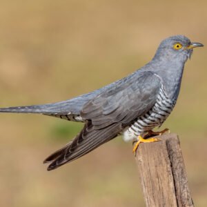 Cuckoo Quest - 26th April - 07:30am