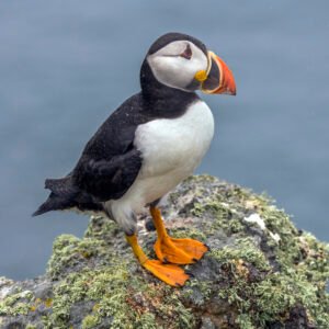Puffin Quest - 10th May - 2pm