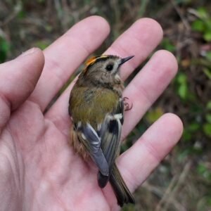 Bird o'clock - 13th of September 2026