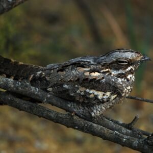 Nightjar Quest - 19th June - 7:30pm